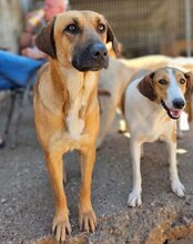 LIA, Hund, Mischlingshund in Kroatien - Bild 16