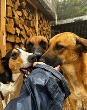 LIA, Hund, Mischlingshund in Kroatien - Bild 7