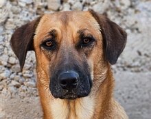 LIA, Hund, Mischlingshund in Kroatien - Bild 8