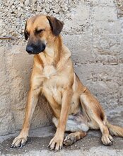 LIA, Hund, Mischlingshund in Kroatien - Bild 9