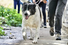 MANOL, Hund, Mischlingshund in Bulgarien - Bild 10