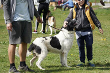 MANOL, Hund, Mischlingshund in Bulgarien - Bild 6