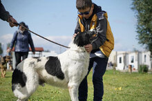 MANOL, Hund, Mischlingshund in Bulgarien - Bild 7