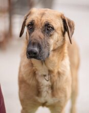 JAMY, Hund, Mischlingshund in Kroatien