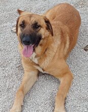 JAMY, Hund, Mischlingshund in Kroatien - Bild 11