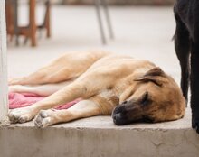 JAMY, Hund, Mischlingshund in Kroatien - Bild 4