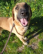 JAMY, Hund, Mischlingshund in Kroatien - Bild 7