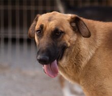 JAMY, Hund, Mischlingshund in Hannover - Bild 13