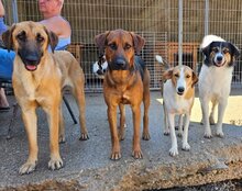 JAMY, Hund, Mischlingshund in Hannover - Bild 16