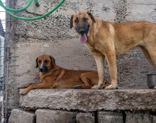 JAMY, Hund, Mischlingshund in Hannover - Bild 18