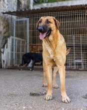 JAMY, Hund, Mischlingshund in Hannover - Bild 19