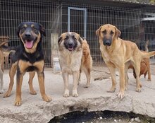 JAMY, Hund, Mischlingshund in Hannover - Bild 20