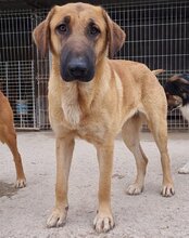 JAMY, Hund, Mischlingshund in Hannover - Bild 21