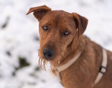 WASTL, Hund, Mischlingshund in Kroatien - Bild 1