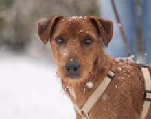 WASTL, Hund, Mischlingshund in Kroatien - Bild 2