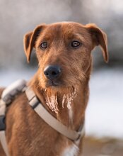 WASTL, Hund, Mischlingshund in Kroatien - Bild 3