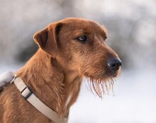 WASTL, Hund, Mischlingshund in Kroatien - Bild 5