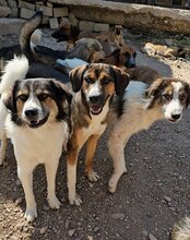 DAVE, Hund, Mischlingshund in Kroatien - Bild 16