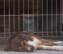 DAVE, Hund, Mischlingshund in Kroatien - Bild 19