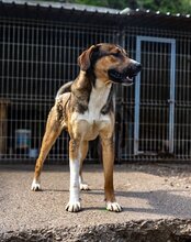 DAVE, Hund, Mischlingshund in Kroatien - Bild 21