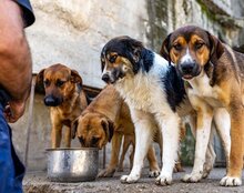 DAVE, Hund, Mischlingshund in Kroatien - Bild 22