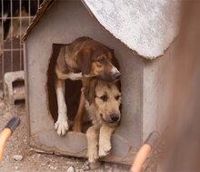 DAVE, Hund, Mischlingshund in Kroatien - Bild 23