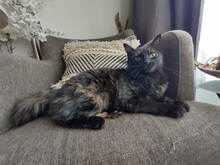 BLACKBEAUTY, Katze, Europäisch Kurzhaar in Bulgarien