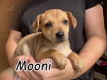 MOONI, Hund, Mischlingshund in Slowakische Republik - Bild 1