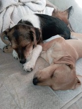 MOONI, Hund, Mischlingshund in Slowakische Republik - Bild 3