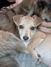 MOONI, Hund, Mischlingshund in Slowakische Republik - Bild 4