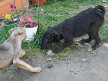 AKIM, Hund, Schnauzer-Mix in Rumänien - Bild 6