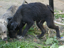 AKIM, Hund, Schnauzer-Mix in Rumänien - Bild 7