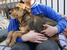 ARNI, Hund, Mischlingshund in Rumänien - Bild 2