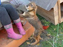 ARNI, Hund, Mischlingshund in Rumänien - Bild 6