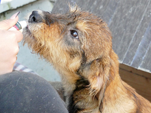 ARNI, Hund, Mischlingshund in Rumänien - Bild 7