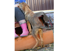 ARNI, Hund, Mischlingshund in Rumänien - Bild 8