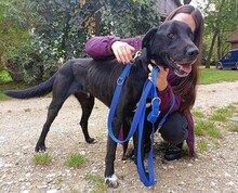OREGON, Hund, Mischlingshund in Polen - Bild 3