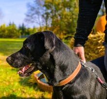 OREGON, Hund, Mischlingshund in Polen - Bild 6