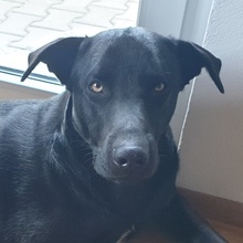 HAGELSLAG, Hund, Mischlingshund in Leutkirch - Bild 1