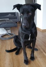 HAGELSLAG, Hund, Mischlingshund in Leutkirch - Bild 11