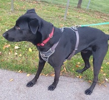 HAGELSLAG, Hund, Mischlingshund in Leutkirch - Bild 16