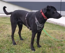 HAGELSLAG, Hund, Mischlingshund in Leutkirch - Bild 20