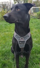 HAGELSLAG, Hund, Mischlingshund in Leutkirch - Bild 22