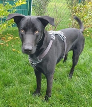 HAGELSLAG, Hund, Mischlingshund in Leutkirch - Bild 26