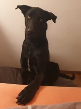 HAGELSLAG, Hund, Mischlingshund in Leutkirch - Bild 29