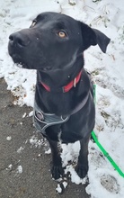 HAGELSLAG, Hund, Mischlingshund in Leutkirch - Bild 30