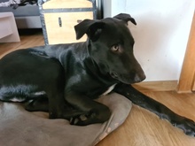 HAGELSLAG, Hund, Mischlingshund in Leutkirch - Bild 33