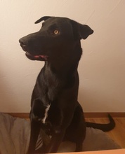 HAGELSLAG, Hund, Mischlingshund in Leutkirch - Bild 34
