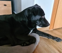HAGELSLAG, Hund, Mischlingshund in Leutkirch - Bild 38