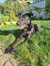 HAGELSLAG, Hund, Mischlingshund in Leutkirch - Bild 43